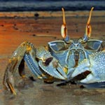 Crab with sunset